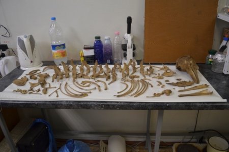 Кабінет анатомії