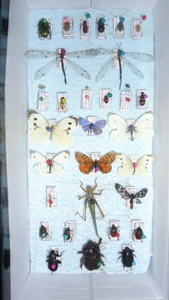 Ентомологічна колекція