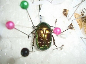 Правильно закріплений представник твердокрилих