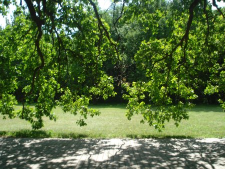 Навчальна польова практика з ботаніки 130 групи