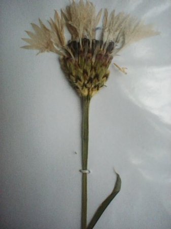 Навчальна польова практика з ботаніки 130 групи