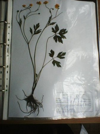 Навчальна польова практика з ботаніки 130 групи