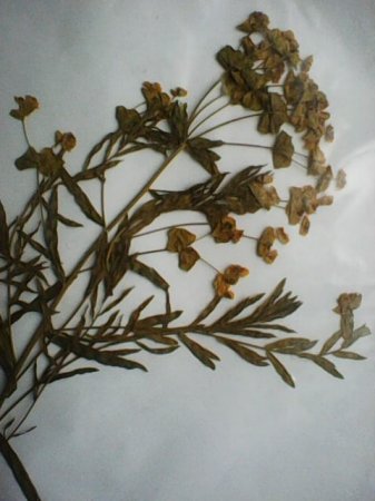 Навчальна польова практика з ботаніки 130 групи