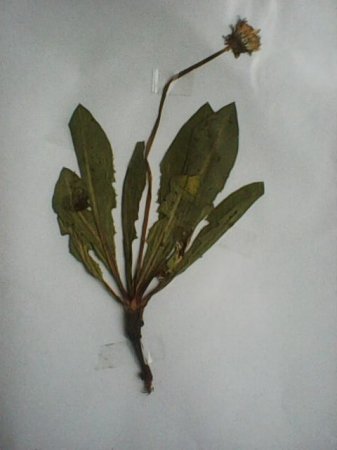 Навчальна польова практика з ботаніки 130 групи